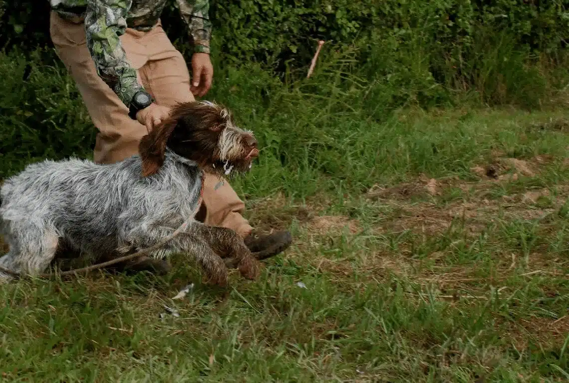 Gus, a dog, enjoys a waterfowl hunt with his owner