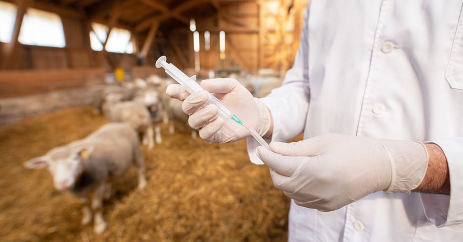 Veterinarian for cattle and livestock.