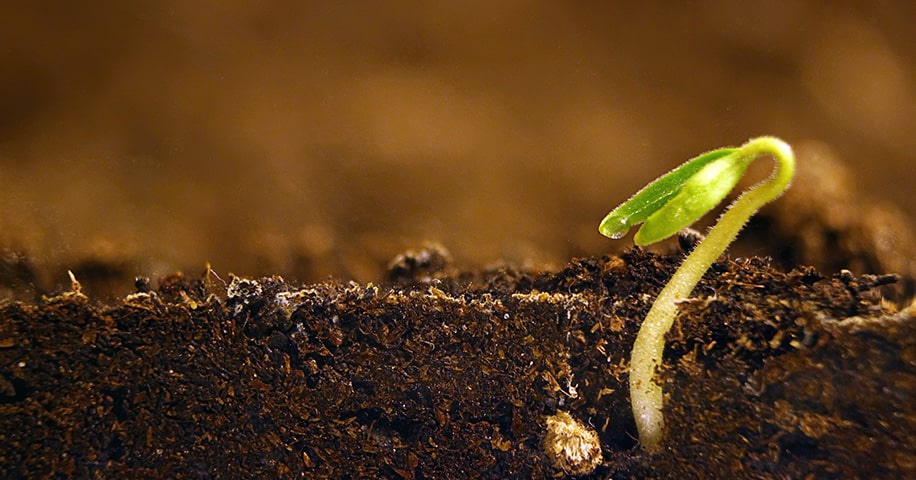 Growing plant. Green sprout growing from seed.