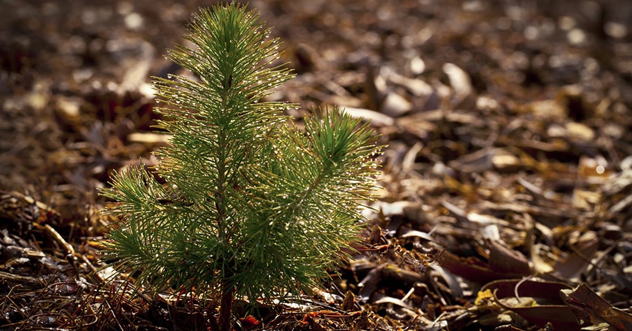 Pine Seedling in Forest